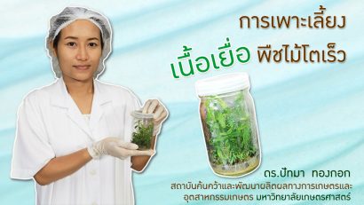 การเพาะเลี้ยงเนื้อเยื่อพืชไม้โตเร็ว